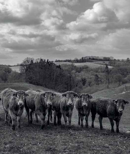 vaches photo de famille