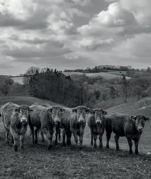 vaches photo de famille