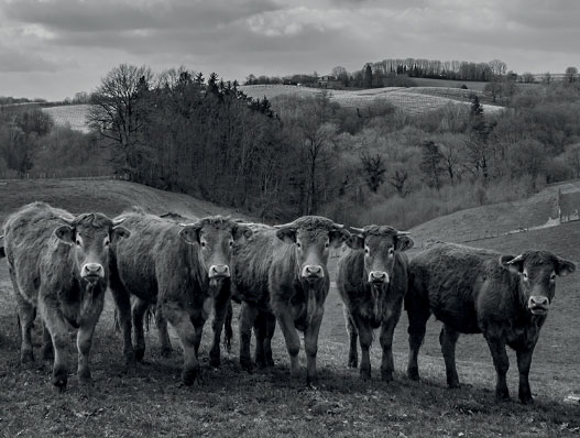 Vaches photo de famille