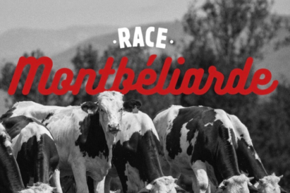 Qu’est-ce qui permet de distinguer une vache Montbéliarde ?