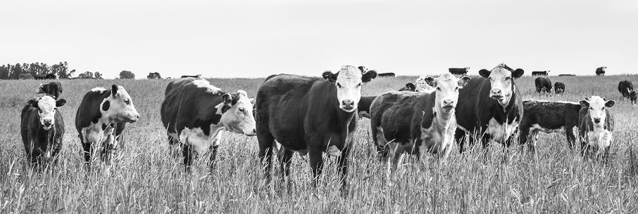 steak-article-blog-quellesontlesracesaviande